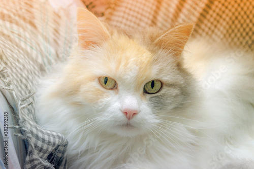 Close-up of a fluffy cat of a white-orange color, sitting on an armchair, looks into the camera. High quality photo