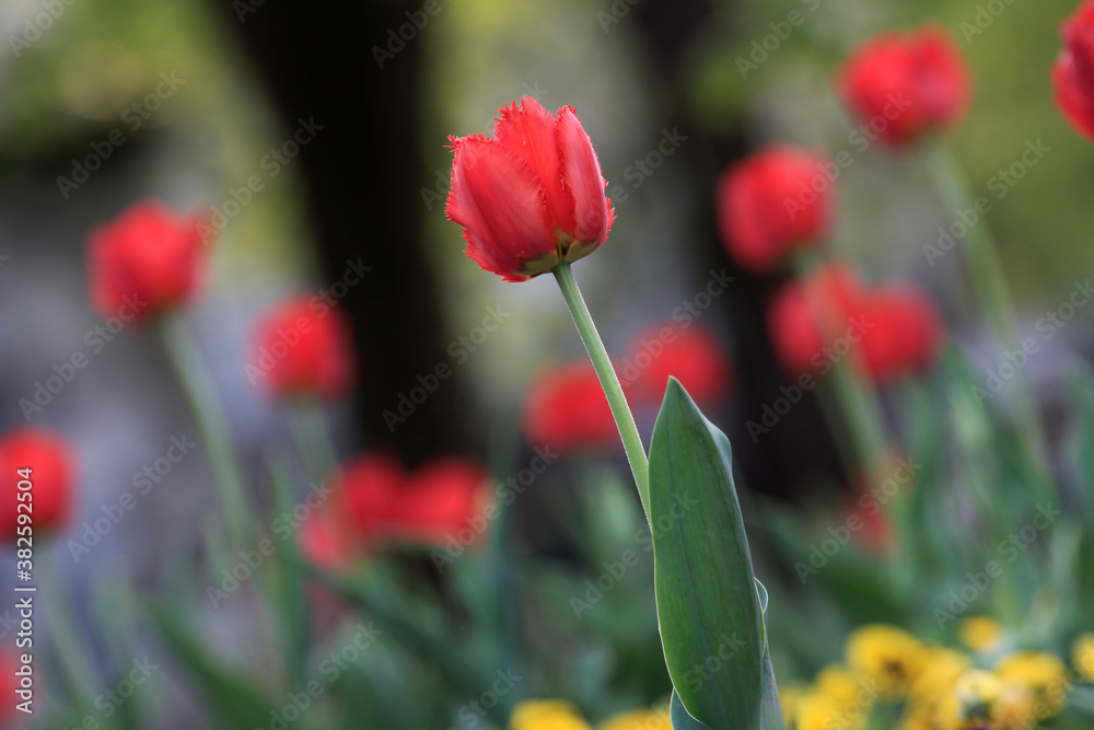 Tulips in the garden, spring Tulips in the garden, spring
