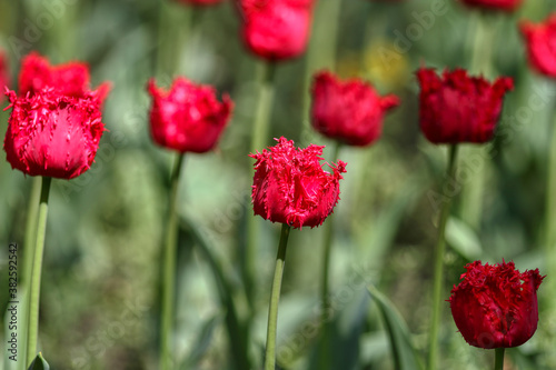 Tulips in the garden, spring