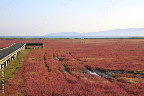 Boardwalk in the Salicornia europaea (Lake Notoro, Abashiri, Hokkaido, Japan)