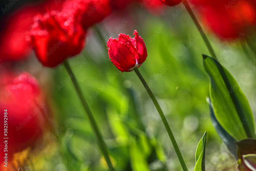 Obraz premium Tulips in the garden, spring