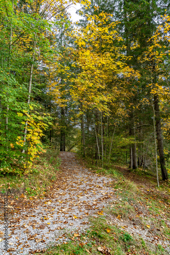 Forstweg durch einen Herbstwald