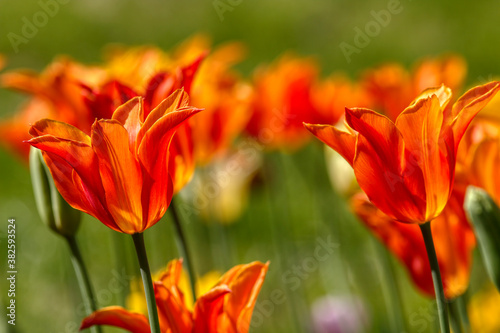 Tulips in the garden  spring