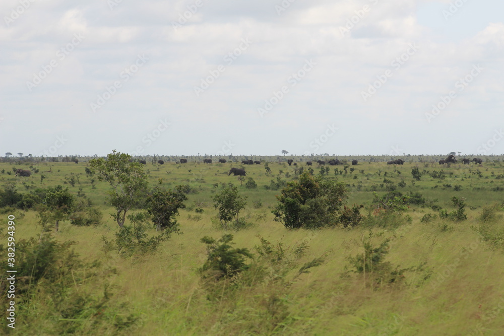 Photos taken in Kruger National Park