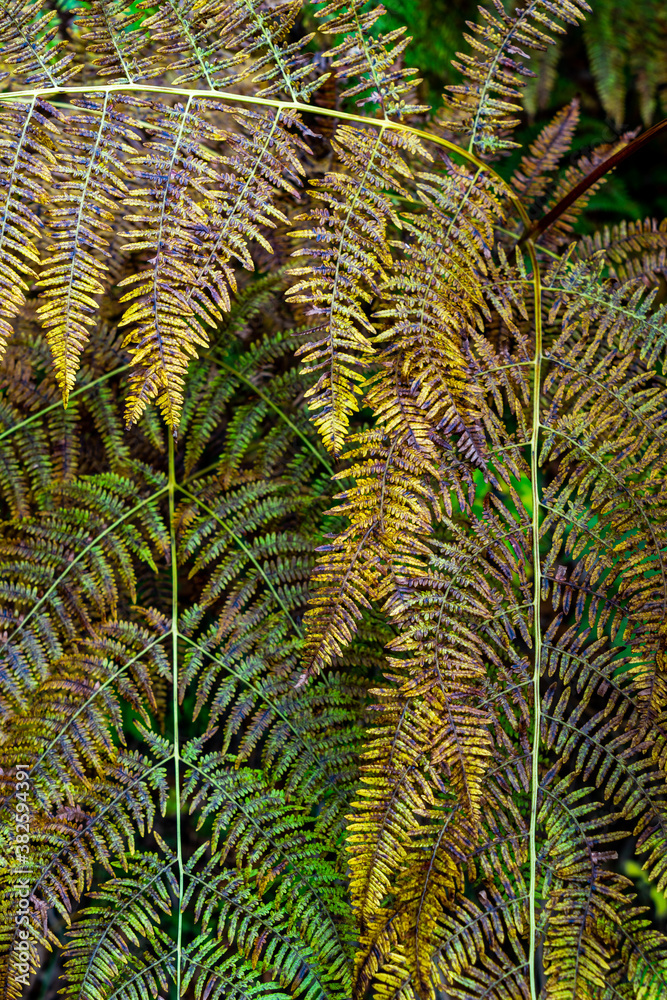 Adlerfarn im Herbst Adlerfarn im Herbst
