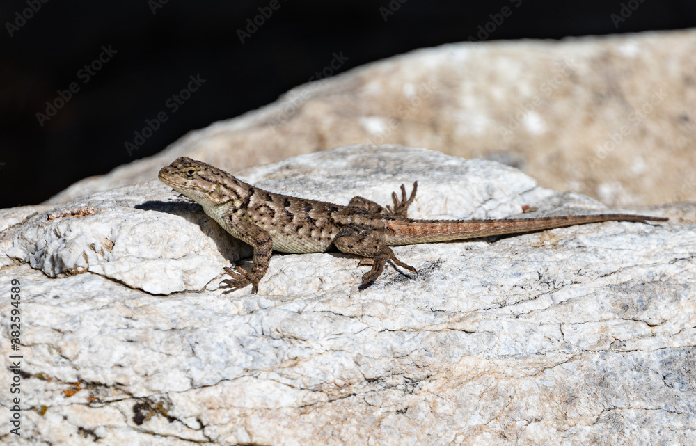 lizard on the rock lizard on the rock