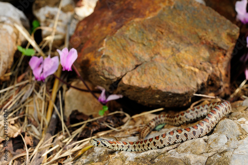 Leopard snake from Greece / Leopardnatter (Zamenis situla) aus Griechenland photo