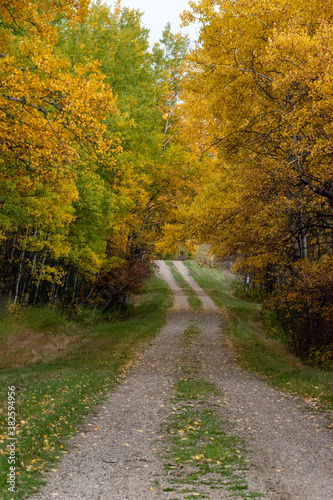 Back country road on the Canadian prairies in fall. © royalkangas