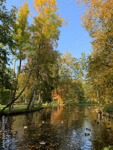 Pond with ducks, autumn trees, golden leaves