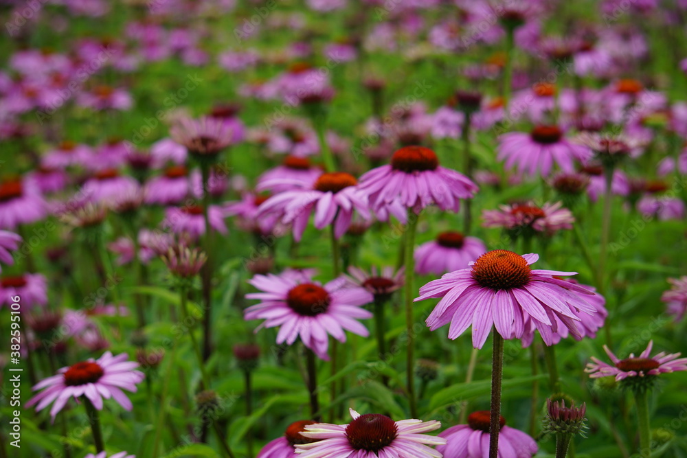 Obraz premium Echinacea and pollinators