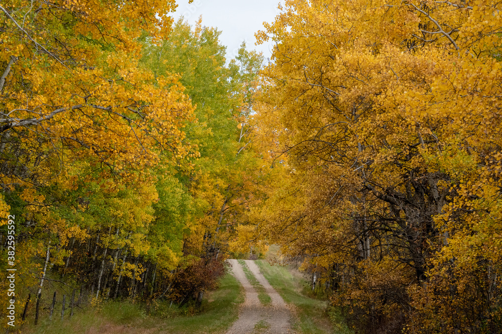 Obraz premium Back country road on the Canadian prairies in fall.