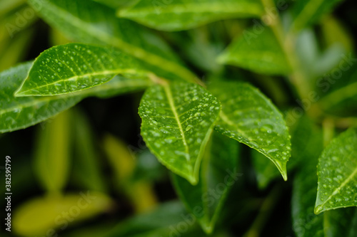 Regentropfen auf den grünen Blättern der Gartenpflanze Lorbeerkirsch-Busch (Lat.: Prunus laurocerasus, Syn.: Laurocerasus officinalis) im Sommer nach einem Regen