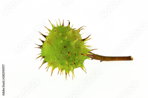 green chestnut with sharp spikes lies on a white background