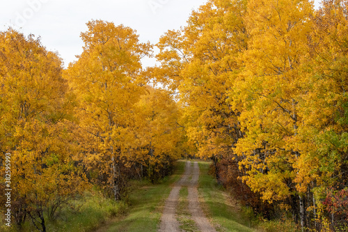 Back country road on the Canadian prairies in fall.