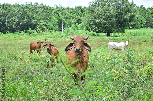 Local cow farm in Ratchaburi.