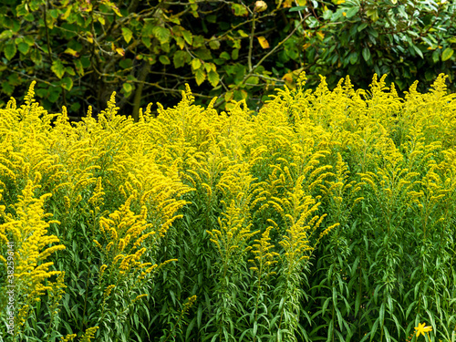 Yellow flowers on goldenrod, variety Solidago Linner Gold, catching sunlight in a garden photo