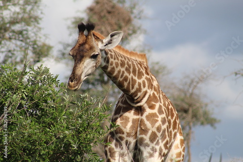 Fototapeta Naklejka Na Ścianę i Meble -  Photos taken in Kruger National Park
