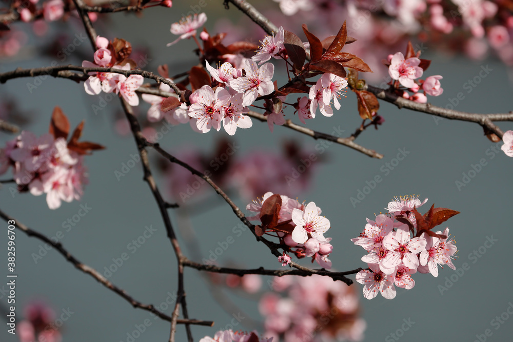 Fruit tree blossoms. Spring beginning background. The fruits blossom in spring. Bokeh. Fruit tree blossoms. Spring beginning background. The fruits blossom in spring. Bokeh.