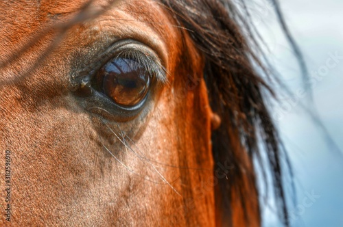 Occhi di cavallo