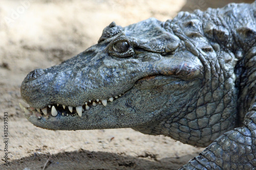 Krokodilkaiman © Stephan von Mikusch