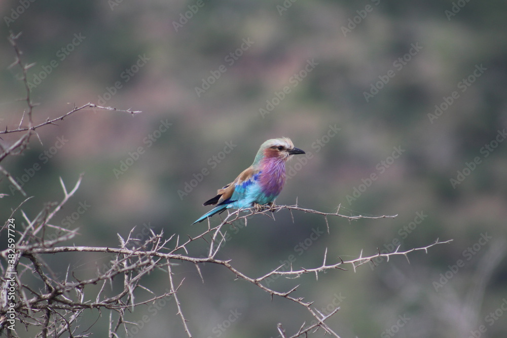 Photos taken in Kruger National Park Photos taken in Kruger National Park