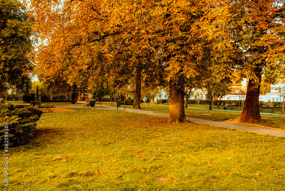 Fototapeta premium autumn in the park