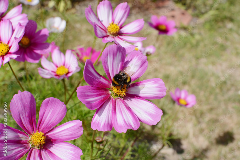 Fototapeta premium Bumble bee feeding from pink and white Cosmos flower