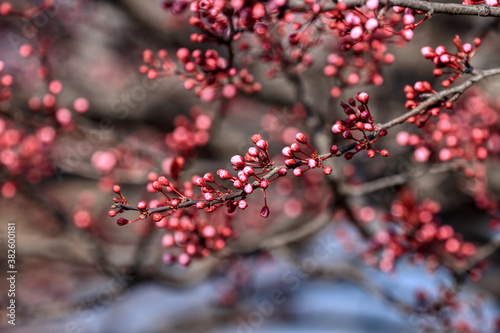 Fruit tree blossoms. Spring beginning background. The fruits blossom in spring. Bokeh.