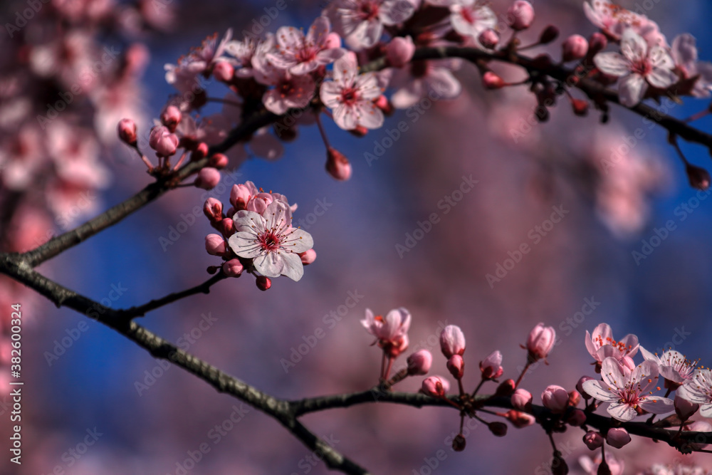 Fruit tree blossoms. Spring beginning background. The fruits blossom in spring. Bokeh.