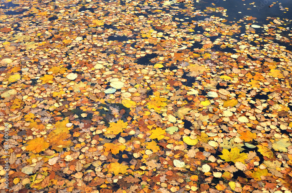 Autumn Scene. Falling colorful, yellow and red maple leaves are lying on the ground, water in autumnal park, forest