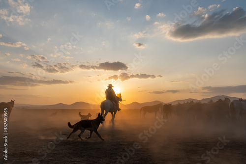 Wild horses run in foggy at sunset. Near Hormetci Village, between Cappadocia and Kayseri, Turkey photo