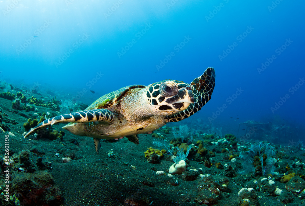 Obraz premium Hawksbill sea turtle is swimming in coral reefs. Underwater world of Bali, Indonesia.