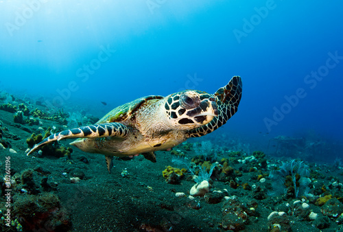 Hawksbill sea turtle is swimming in coral reefs. Underwater world of Bali  Indonesia.