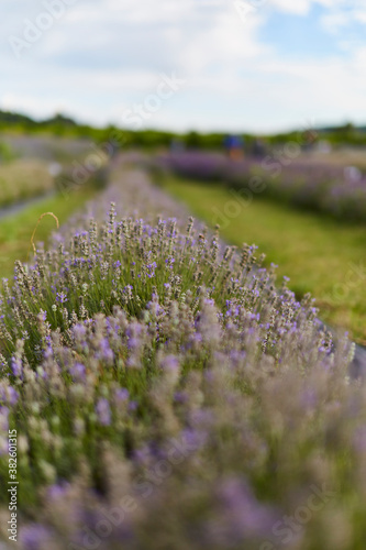 Violet lavender field in italy, arqua petrarca photo