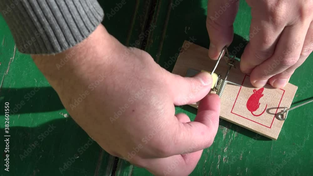 hand put cheese as bait in mouse trap. Attempt catch mouse. 4K 