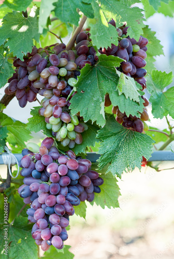 bunch of grapes