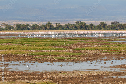 Landscape of Amboseli National Park