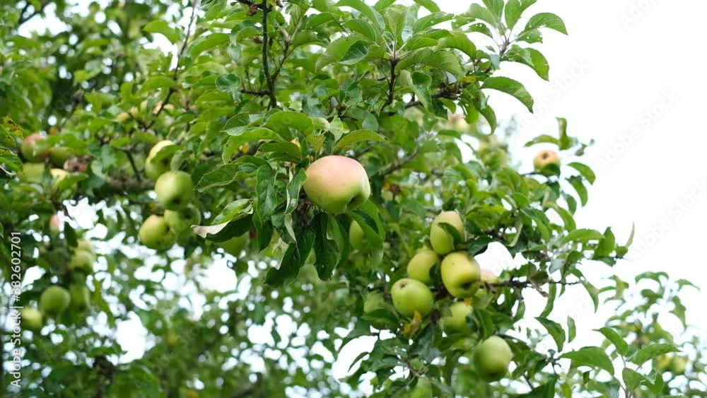 Äpfel in einem Apfelbaum im Stätsommer Äpfel in einem Apfelbaum im Stätsommer