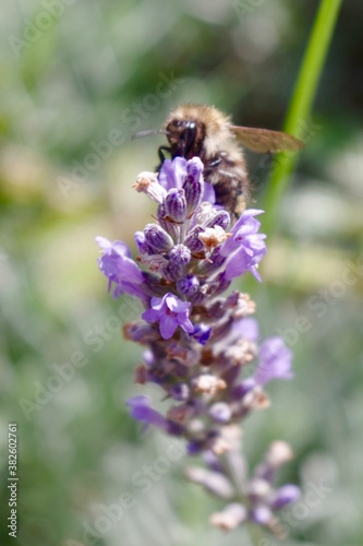 bee on a lavender flower