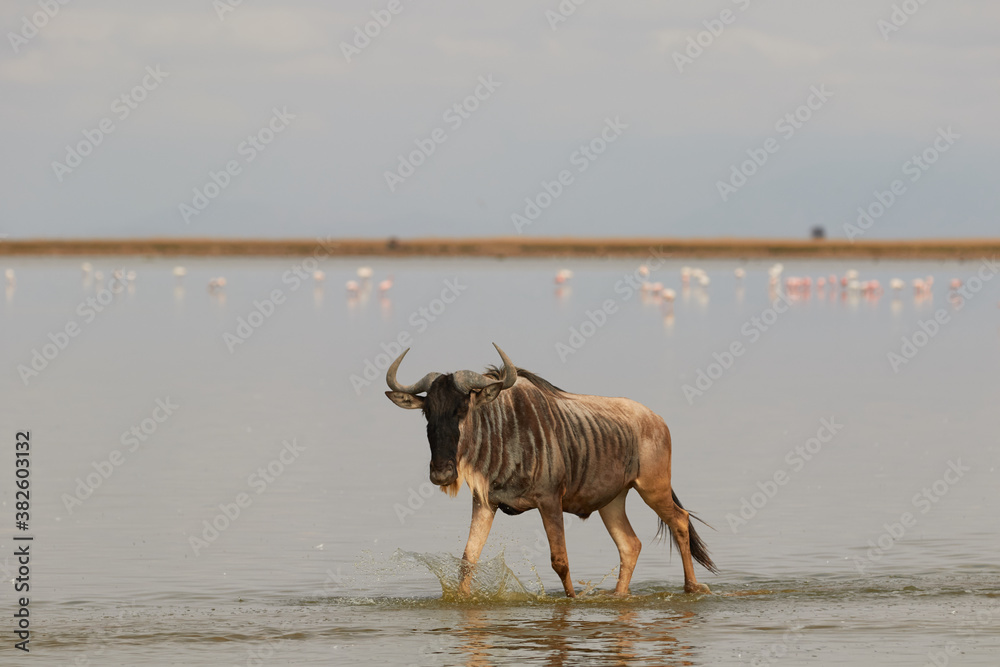 Wildebeest walking through the water at Amboseli Wildebeest walking through the water at Amboseli
