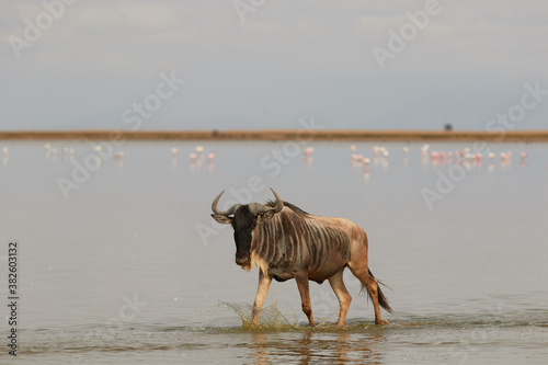 Wildebeest walking through the water at Amboseli
