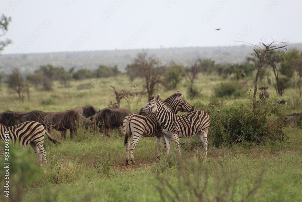 Obraz premium Photo taken in Kruger National Park