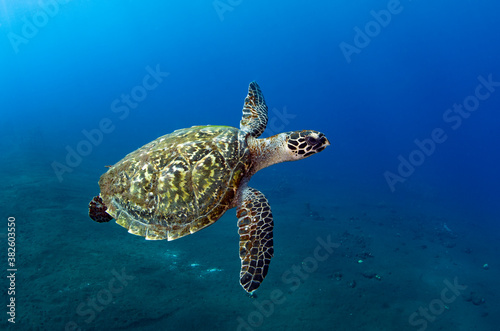 Hawksbill sea turtle in coral reefs. Underwater world of Bali, Indonesia. © diveivanov