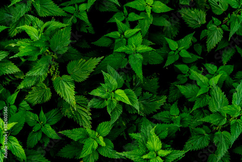 Close up of nettles with green leaves and dark background