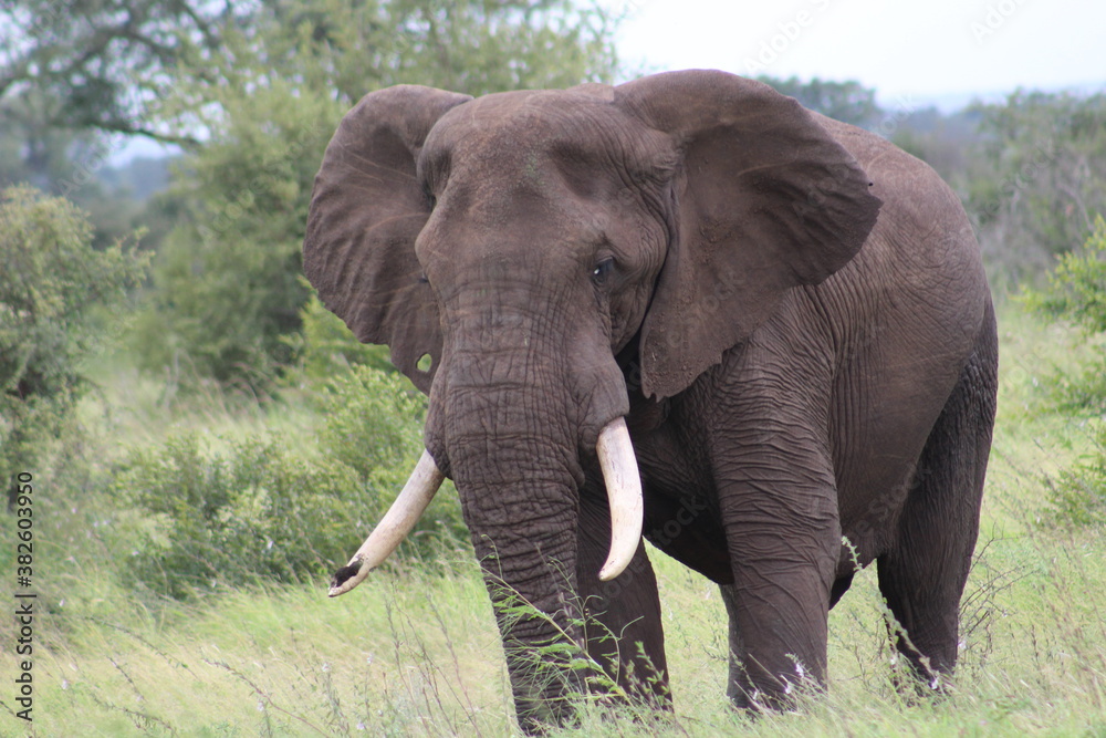 Fototapeta premium Photo taken in Kruger National Park