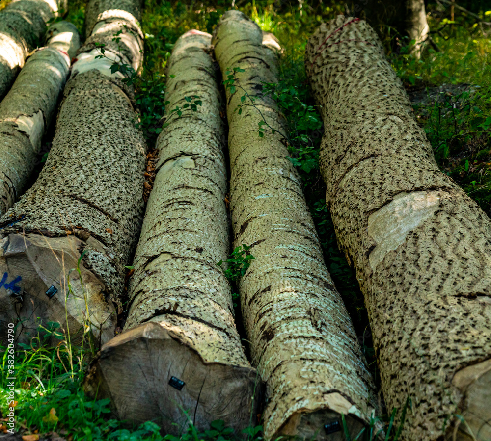 Freshly cut logs in the forest waiting for further processing. Freshly cut logs in the forest waiting for further processing.