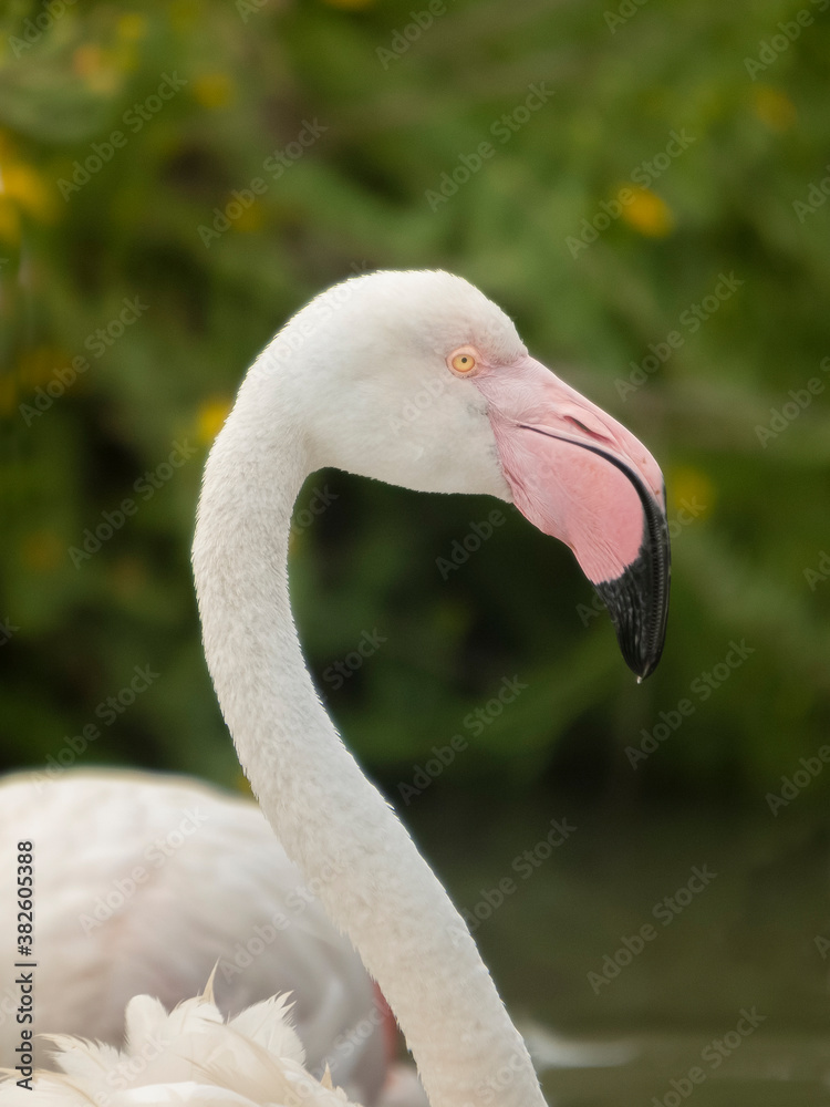 Fototapeta premium Flamnt rose de Camargue