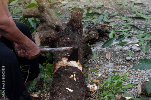 Hand of a woodcutter held an ax while chops down trees.