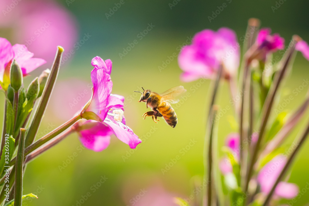 Honey bee Apis mellifera pollination on pink great hairy willowherb Epilobium hirsutum flowers - obrazy, fototapety, plakaty 
