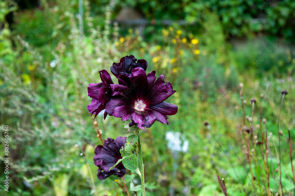 Fototapeta premium Birkenwäldle, Schönbuch